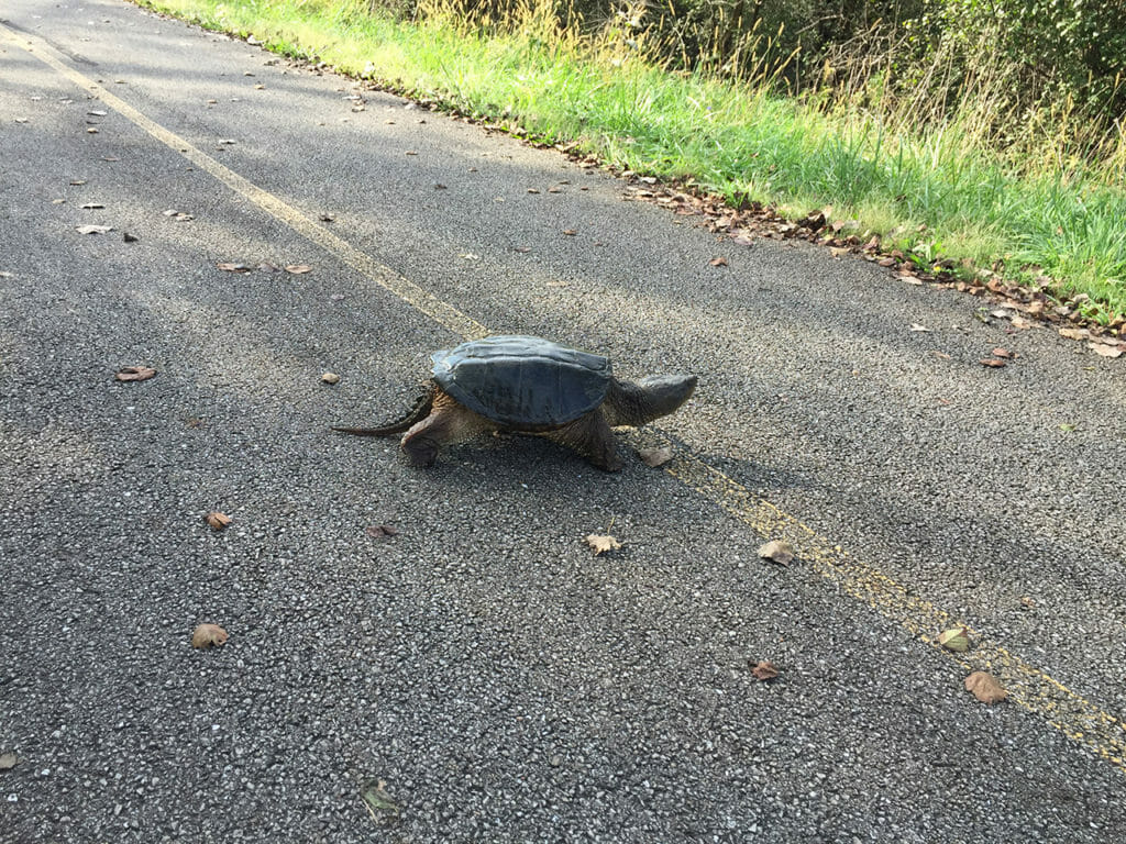 Turtle crossing bike path